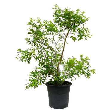 Orange Jasmine plant, Orange Jasmine for sale, Buy Orange Jasmine online, Orange Jasmine care, Outdoor Orange Jasmine